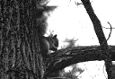 Grey Squirrel